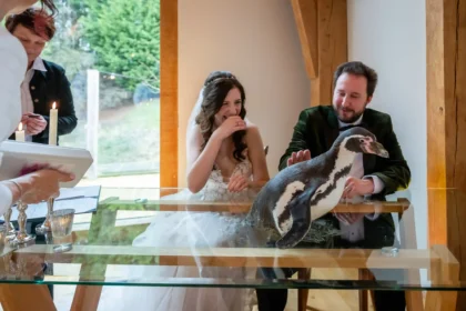wholesome moment at Jen and Tom's wedding as a penguin named Pringle steals the show as the ring-bearer, leaving guests in stitches.