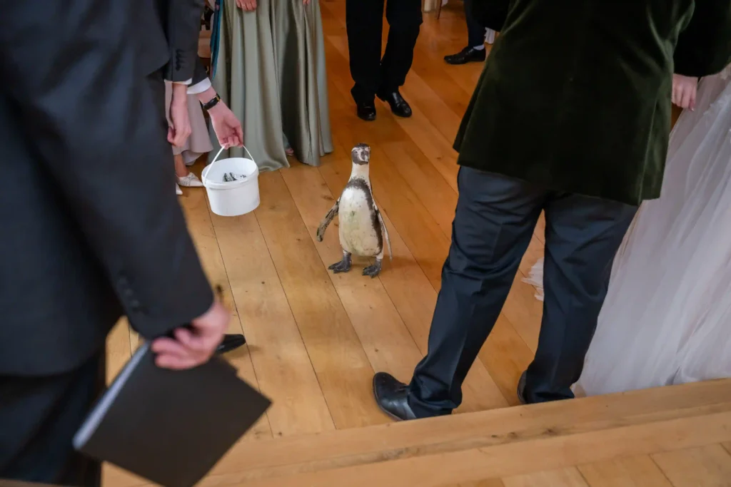 wholesome moment at Jen and Tom's wedding as a penguin named Pringle steals the show as the ring-bearer, leaving guests in stitches.
