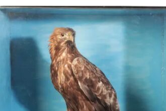 one of the bizarre taxidermy available for sale at Duke’s Auctioneers in Dorchester, Dorset on 15 February.