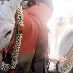 In a heartwarming ceremony in Bangalore, India, two donkeys tied the knot in traditional wedding attire, symbolizing the celebration of love and unity.