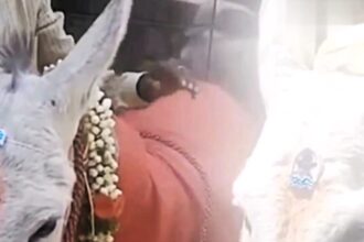 In a heartwarming ceremony in Bangalore, India, two donkeys tied the knot in traditional wedding attire, symbolizing the celebration of love and unity.