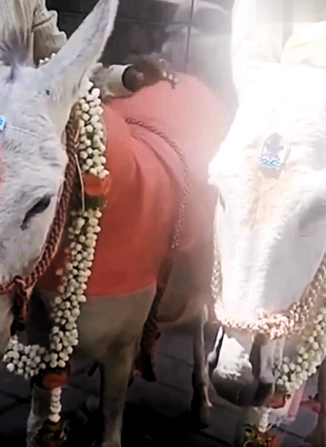 In a heartwarming ceremony in Bangalore, India, two donkeys tied the knot in traditional wedding attire, symbolizing the celebration of love and unity.