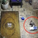 A video grab of a cheeky possum stealing a box of cookies from a family’s porch goes viral on social media.