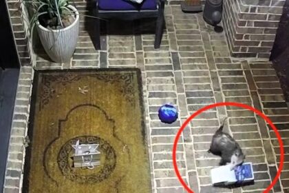 A video grab of a cheeky possum stealing a box of cookies from a family’s porch goes viral on social media.