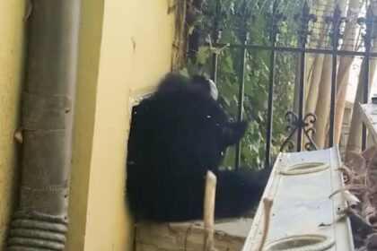 A bear emerges from a vent after hibernating. NCWRC warns against disturbing bear dens, emphasizing the need to leave them undisturbed.