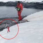 The bizarre image of Elf (circled) spotted at Antarctica on Google Maps.