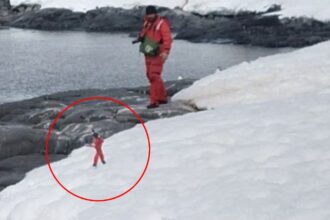The bizarre image of Elf (circled) spotted at Antarctica on Google Maps.