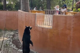 Zoo visitors are convinced a standing black bear is actually a person in costume, sparking debate at Shoushan Zoo in Taiwan.