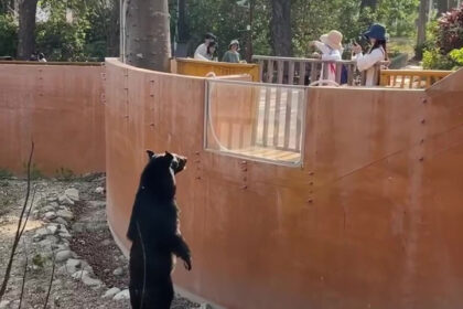 Zoo visitors are convinced a standing black bear is actually a person in costume, sparking debate at Shoushan Zoo in Taiwan.