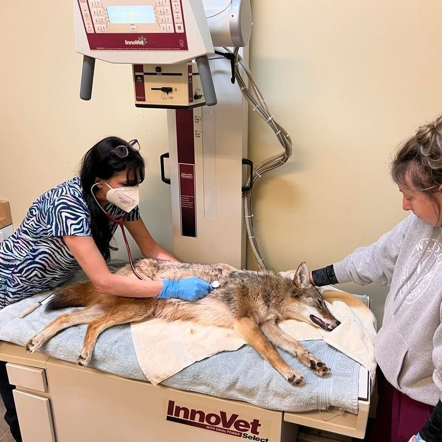 the Curious coyote gets head stuck in statue of Saint Francis, rescued after chasing a rabbit. Now named Frannie, she's back in the wild.