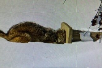 Curious coyote gets head stuck in statue of Saint Francis, rescued after chasing a rabbit. Now named Frannie, she's back in the wild.