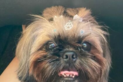 A woman identified her missing dog, Theo, whose coat was dyed, by its unique features. Theo's single testicle confirmed his identity, leading to an investigation into his mistreatment and theft in Pinhalzinho, north of São Paulo, Brazil.