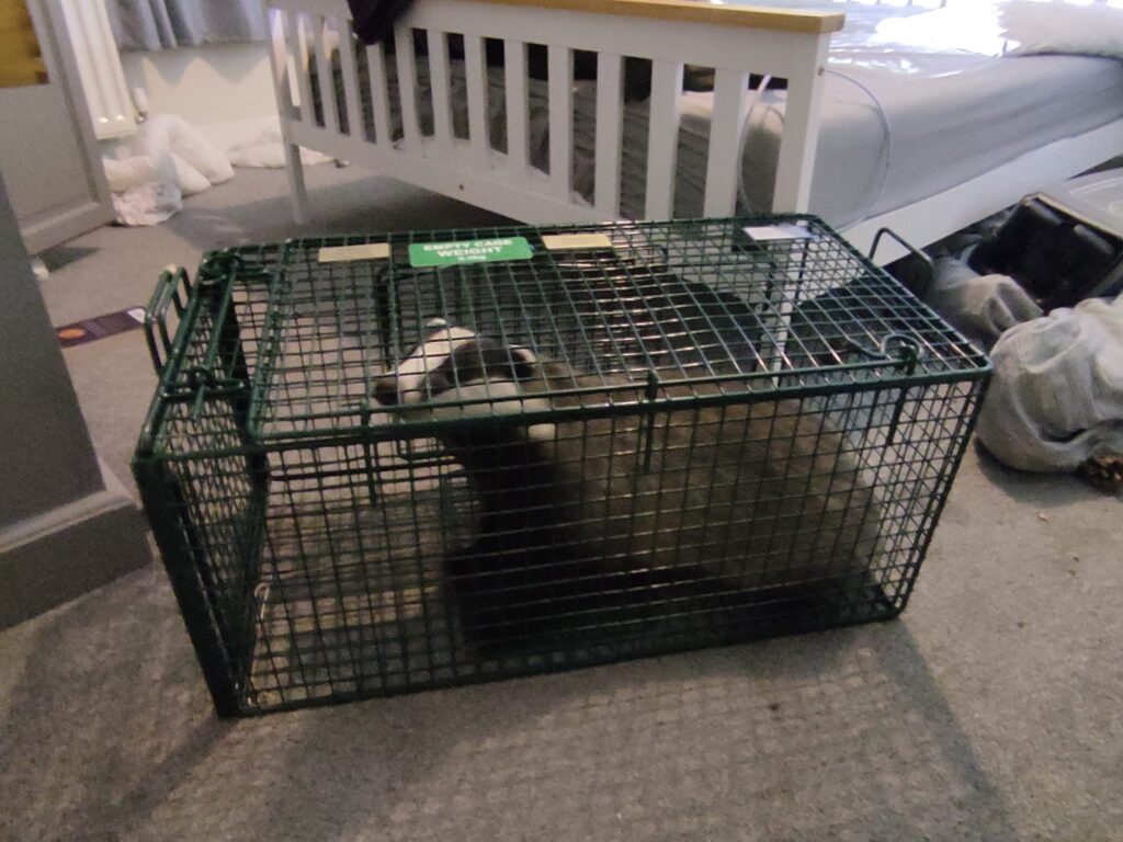 A startled woman discovers a badger in her bedroom after fearing a burglary. With help from neighbors and the Badger Trust, the critter is safely relocated.