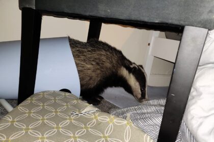 A startled woman discovers a badger in her bedroom after fearing a burglary. With help from neighbors and the Badger Trust, the critter is safely relocated.