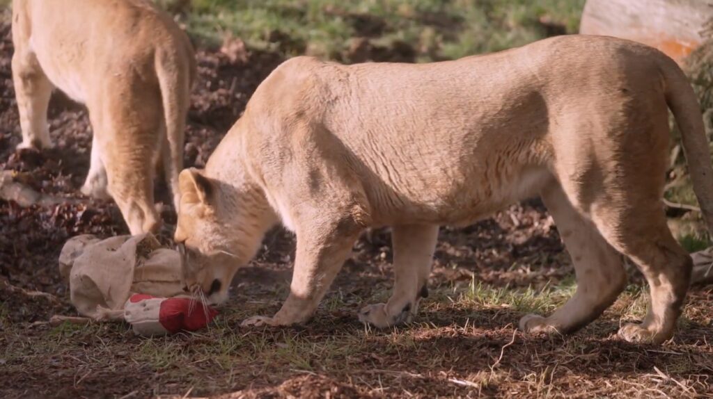Enhancing lions' hunting skills, zookeepers at Whipsnade Zoo use perfumes and aftershaves to create scent trails and hide snacks, aiding their keen sense of smell.