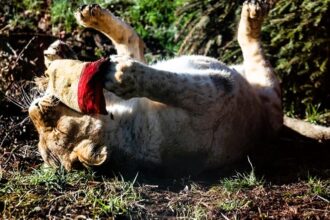 Enhancing lions' hunting skills, zookeepers at Whipsnade Zoo use perfumes and aftershaves to create scent trails and hide snacks, aiding their keen sense of smell.
