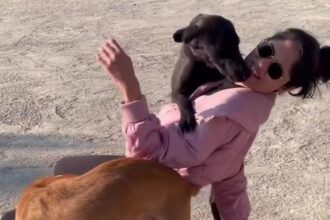 Monica the woman who rescued five injured dogs while on holiday in india.