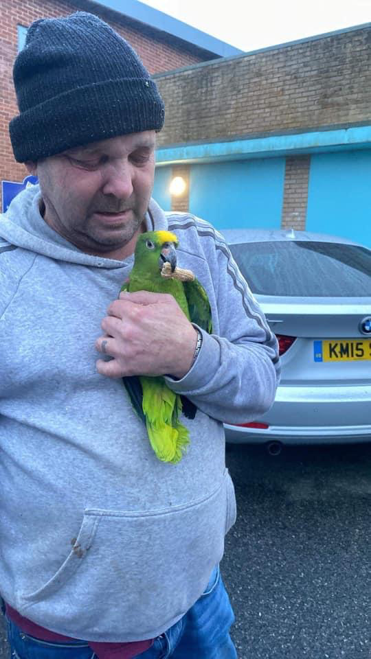 After four days missing, a lovable parrot named Joey was found when he couldn't resist flirting with a passerby, reuniting with his relieved owner.