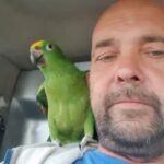 After four days missing, a lovable parrot named Joey was found when he couldn't resist flirting with a passerby, reuniting with his relieved owner.