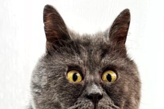 Meet Fedya, the adorable cat with crossed eyes captivating social media with his cartoon-like appearance and humorous escapades.