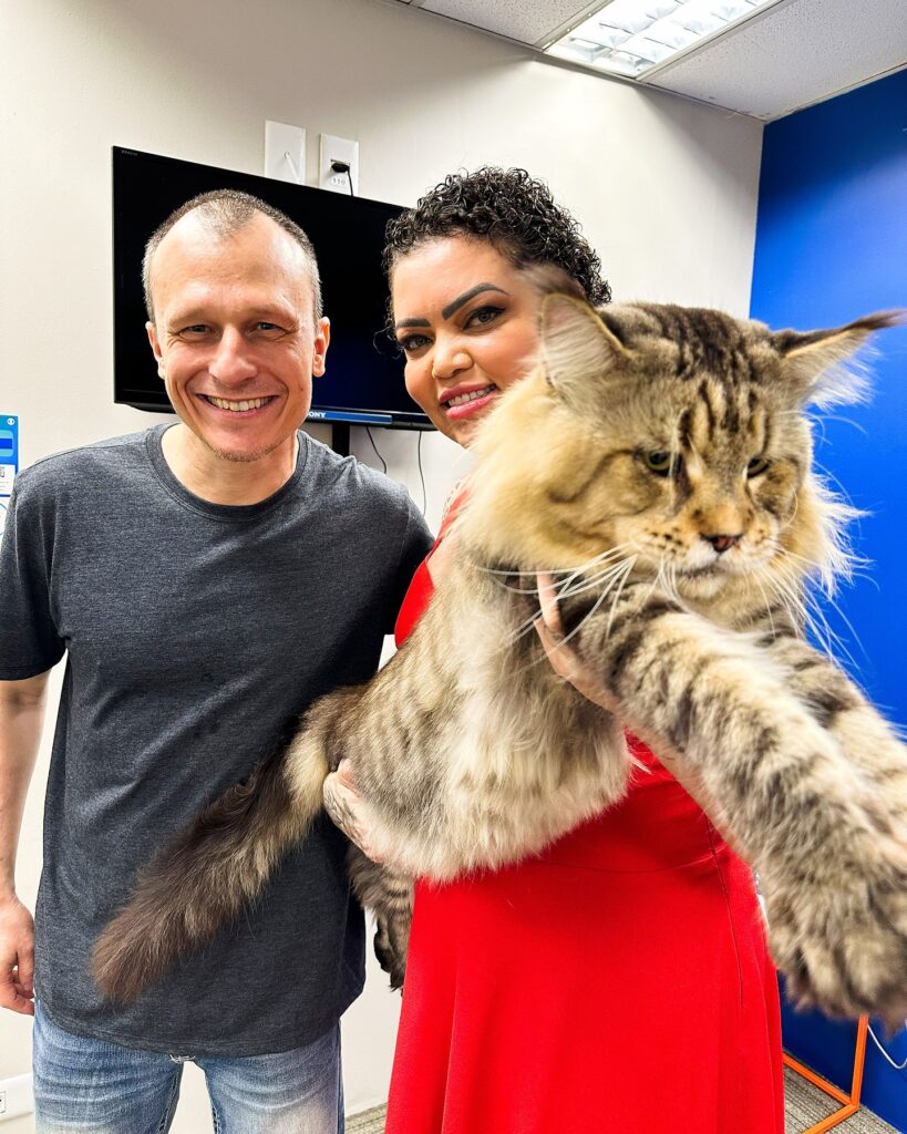 Meet Xartrux, the massive Maine Coon cat from Brazil, measuring 1.3m long and weighing 10.3kg. His owners aim to set a Guinness World Record.