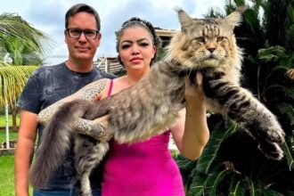 Meet Xartrux, the massive Maine Coon cat from Brazil, measuring 1.3m long and weighing 10.3kg. His owners aim to set a Guinness World Record.
