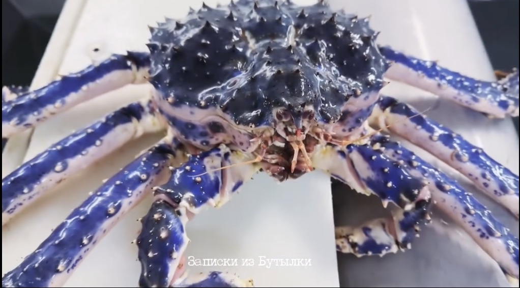 Deep sea fisherman Roman Fedortsov has unveiled some of the most bizarre creatures encountered during his trawling expeditions, including a toothless "Muppet" swimmer and an "orange mushroom" with eyes. His Instagram posts of these strange finds have captivated thousands, sparking humorous comparisons and awe.