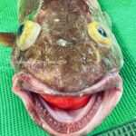 Deep sea fisherman Roman Fedortsov has unveiled some of the most bizarre creatures encountered during his trawling expeditions, including a toothless "Muppet" swimmer and an "orange mushroom" with eyes. His Instagram posts of these strange finds have captivated thousands, sparking humorous comparisons and awe.