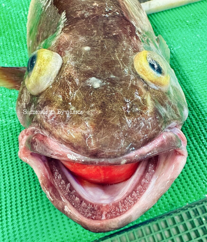 Deep sea fisherman Roman Fedortsov has unveiled some of the most bizarre creatures encountered during his trawling expeditions, including a toothless "Muppet" swimmer and an "orange mushroom" with eyes. His Instagram posts of these strange finds have captivated thousands, sparking humorous comparisons and awe.