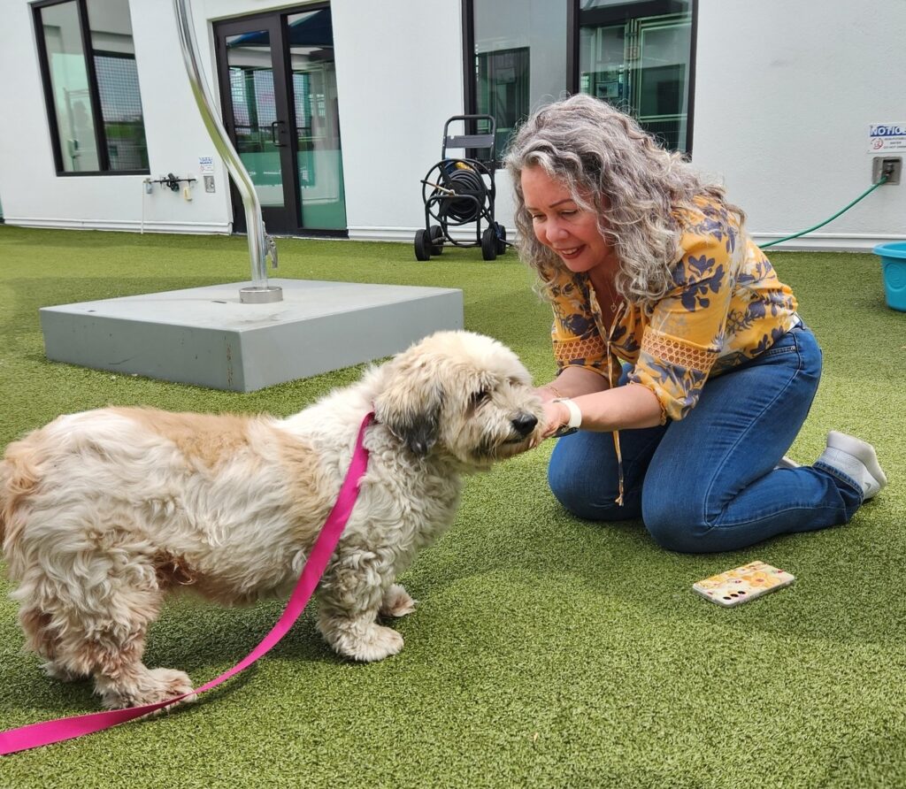 Elderly Cockapoo reunited with owners after 10 years, leaving social media in tears. A heartwarming tale of hope, microchips, and joyous reunion.