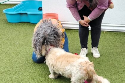 Elderly Cockapoo reunited with owners after 10 years, leaving social media in tears. A heartwarming tale of hope, microchips, and joyous reunion.