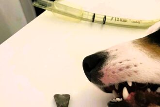 Quick-thinking owner saves choking dog by checking doorbell camera footage. Stone lodged in throat removed by vet, dog makes full recovery.