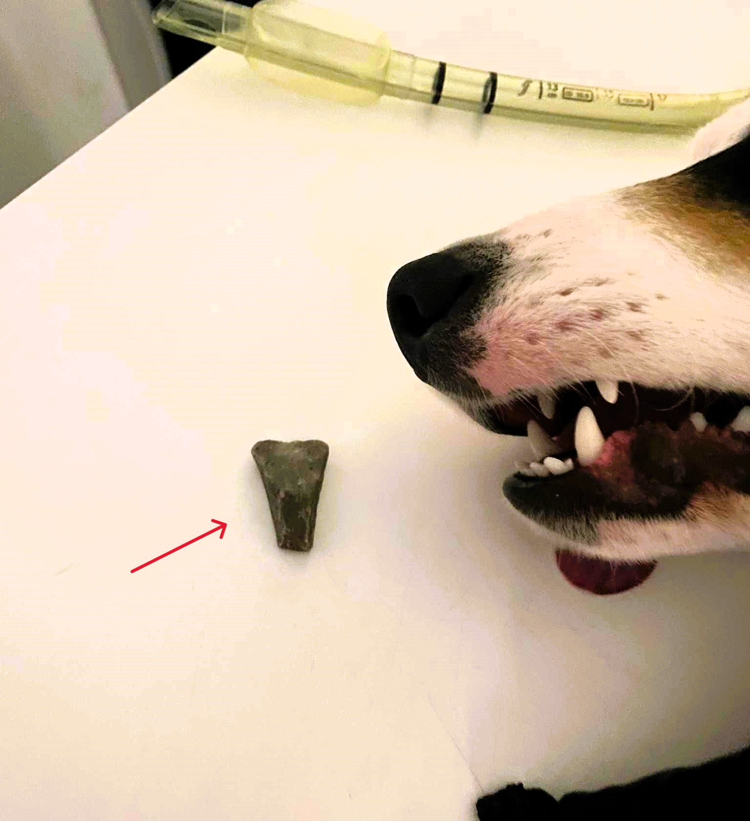 Quick-thinking owner saves choking dog by checking doorbell camera footage. Stone lodged in throat removed by vet, dog makes full recovery.