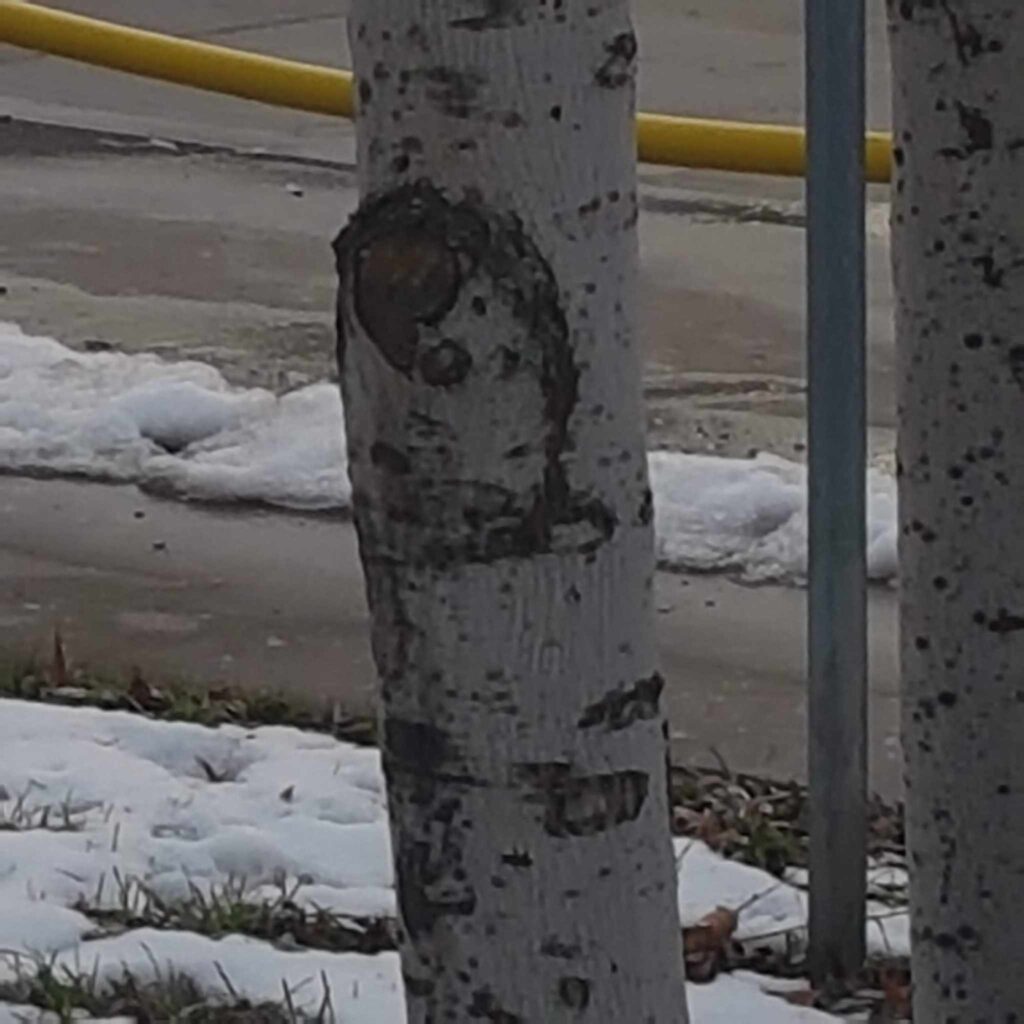 Man discovers 'face of John Lennon' in tree! Die-hard Beatles fan stunned by resemblance, sees complete profile including iconic glasses.