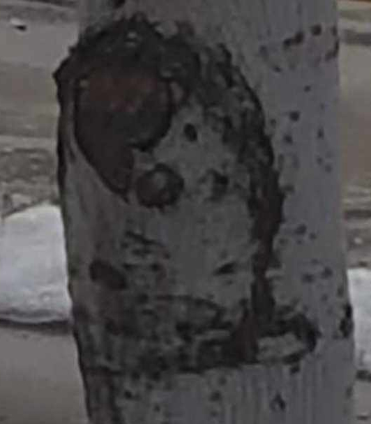 Man discovers 'face of John Lennon' in tree! Die-hard Beatles fan stunned by resemblance, sees complete profile including iconic glasses.