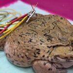 A man in Thailand paid for acupuncture treatment for his injured frog, spending £435. The frog, named Khun Chai Pai, now resides happily at home, with plans for a frog house.