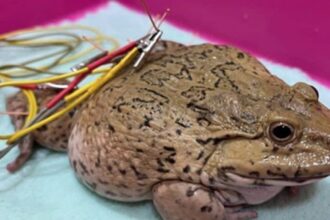 A man in Thailand paid for acupuncture treatment for his injured frog, spending £435. The frog, named Khun Chai Pai, now resides happily at home, with plans for a frog house.