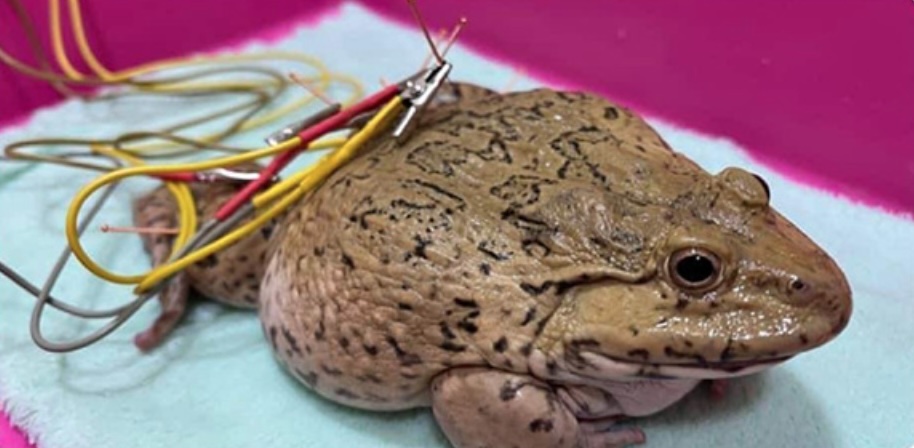 A man in Thailand paid for acupuncture treatment for his injured frog, spending £435. The frog, named Khun Chai Pai, now resides happily at home, with plans for a frog house.