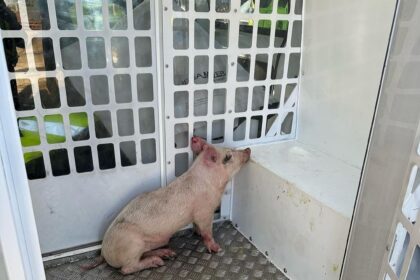 Naughty pig apprehended by police, ends up in their van. Owner still a mystery. Incident in Mount Pleasant Road, Wisbech, Cambs. Pig now safe in nearby small holding.