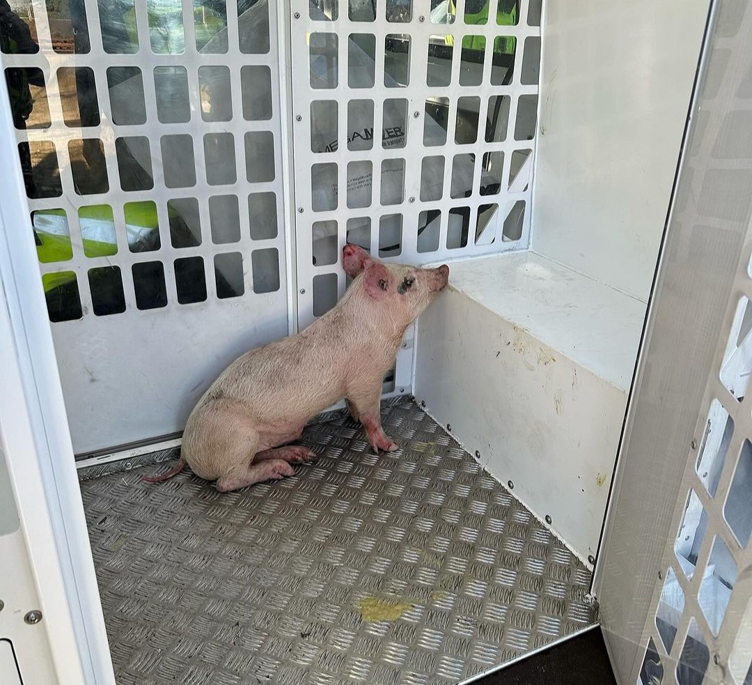 Naughty pig apprehended by police, ends up in their van. Owner still a mystery. Incident in Mount Pleasant Road, Wisbech, Cambs. Pig now safe in nearby small holding.