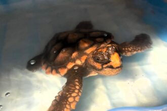 Baby turtle, Barnacle Bill, rescued in Guernsey faces Brexit red tape, preventing holiday trip to Gran Canaria for rehabilitation.