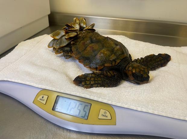 Baby turtle, Barnacle Bill, rescued in Guernsey faces Brexit red tape, preventing holiday trip to Gran Canaria for rehabilitation.