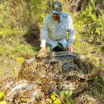 Conservationists stumble upon a group of Burmese pythons in the Everglades, engaged in a rare mating ball. Tracking males leads to discovery, aiding removal efforts to curb population growth. Over 1,300 pythons removed in Florida to date.