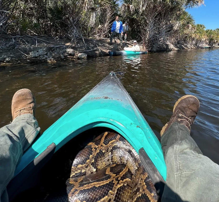 Conservationists stumble upon a group of Burmese pythons in the Everglades, engaged in a rare mating ball. Tracking males leads to discovery, aiding removal efforts to curb population growth. Over 1,300 pythons removed in Florida to date.