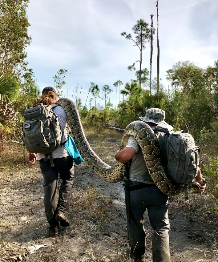 Conservationists stumble upon a group of Burmese pythons in the Everglades, engaged in a rare mating ball. Tracking males leads to discovery, aiding removal efforts to curb population growth. Over 1,300 pythons removed in Florida to date.