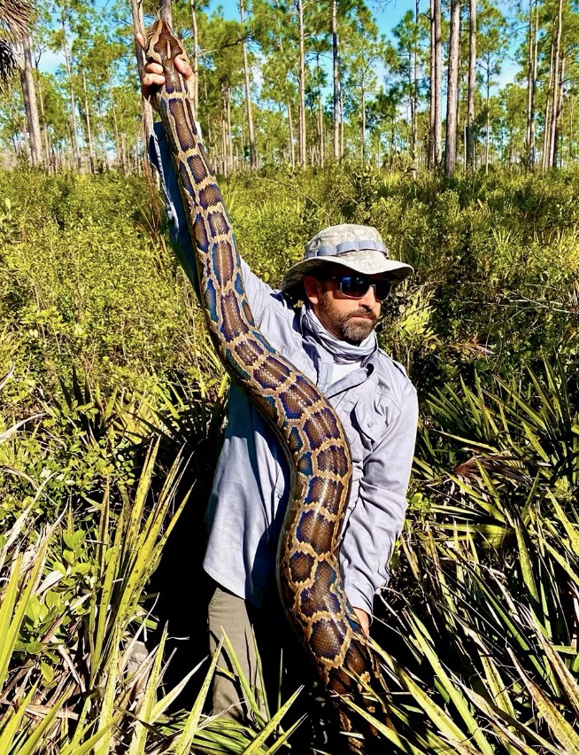Conservationists stumble upon a group of Burmese pythons in the Everglades, engaged in a rare mating ball. Tracking males leads to discovery, aiding removal efforts to curb population growth. Over 1,300 pythons removed in Florida to date.