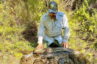 Conservationists stumble upon a group of Burmese pythons in the Everglades, engaged in a rare mating ball. Tracking males leads to discovery, aiding removal efforts to curb population growth. Over 1,300 pythons removed in Florida to date.
