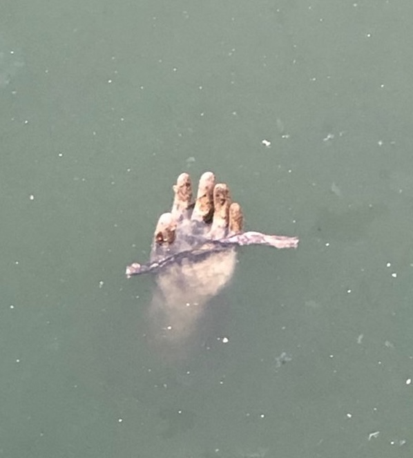 Horrified locals mistook a rubber glove for a human hand floating in a canal, prompting a police response in Thailand.