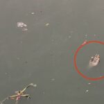 Horrified locals mistook a rubber glove for a human hand floating in a canal, prompting a police response in Thailand.