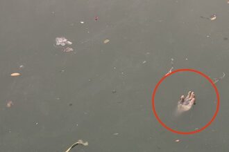 Horrified locals mistook a rubber glove for a human hand floating in a canal, prompting a police response in Thailand.